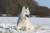 SIBERIAN HUSKY 480